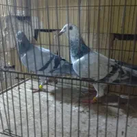 کفتر بومب کفتر صید زمانتی