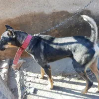 2عدد سگ نرو ماده 6ماه برای نگهبانی و گله|سگ|قم, شاه ابراهیم|دیوار