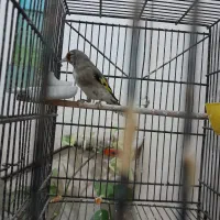 سلام فروشی|پرنده|کرمان, |دیوار