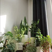 سانسوریا پدیلانتوس قاشقی انجیری کروتون پایه گل