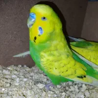 جفت مرغ عشق نژاد اسپانگل مولد تضمینی