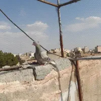 پرنده