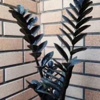 زاموفیلیا سوپر بلک اصل|گل و گیاه طبیعی|قم, هفت تیر|دیوار