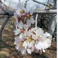 زمین-باغی-در-روستای-نیوشت