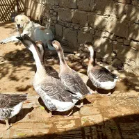 قوغاز اکراینی کیلویی ۵۰۰ هزار|حیوانات مزرعه|اسدآباد, |دیوار