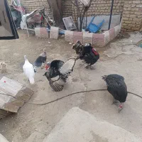 بوقلمون|حیوانات مزرعه|مانه, |دیوار