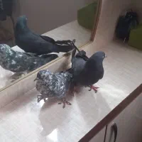 اصفهانی شکار کبوتر