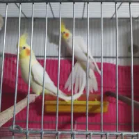 یک جفت عروس لوتینو همراه ۴جوجه|پرنده|مشهد, شهید آوینی|دیوار