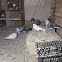 کبوتر|پرنده|گلپایگان, |دیوار