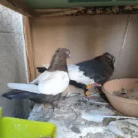 فروش کبوتر