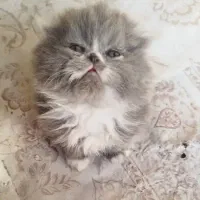 اسکاتیش فولد لانگ هیر و بریتیش هیمالین|گربه|سقز, |دیوار