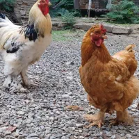 مرغ خروس برهما امپراتور