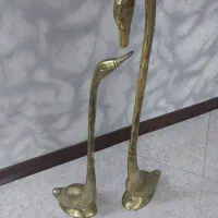 قو عاشق جنس برنجی