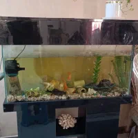 اکواریوم ماهی