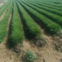 سه کیلو نهال پیاز مینروا آرژانتینی تضمینی به قیمت