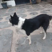 واگذاری  سگ هاسکی نر|سگ|شهریار, کردزار|دیوار