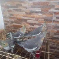 عروس هلندی|پرنده|کلاله, |دیوار