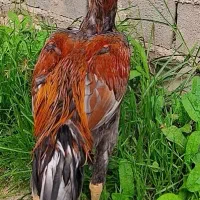 خروس لاری فروش فوری