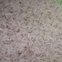 برنج سالم طارم پرمحصول مازندران