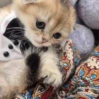 کوچولوهای اشرافی اسکاتیش