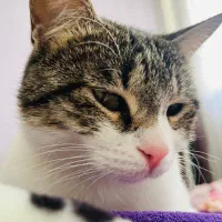 گربه واگذاری رایگان