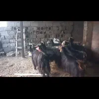 بز بزغاله چپش