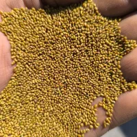 خرید بذر یونجه از کشاورز به قیمت روز