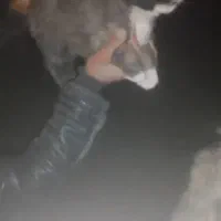 سگ سرابی