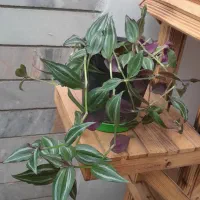 گل۸|گل و گیاه طبیعی|فسا, |دیوار