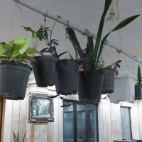 گل گیاه تزیینی.|گل و گیاه طبیعی|کهک, |دیوار