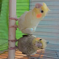 دو عدد جوجه عروس|پرنده|قم, پردیسان|دیوار