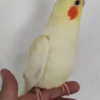 عروس هلندی|پرنده|لنگرود, |دیوار