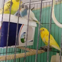 مرغ عشق|پرنده|رزن, |دیوار