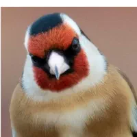 سهره نر ماده اماده برای جفت