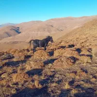 فروش یک راس کره اسب نریان