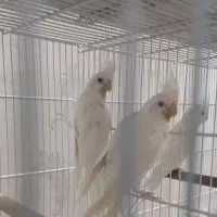 جفت عروس هلندی آلبینو مولد با جوجه