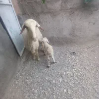 بره