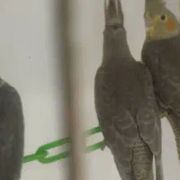 عروس هلندی دوماهه طوسی