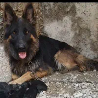 واگذار شاه توله ژرمن اصل