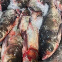 ماهی پاک کن