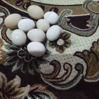 تخم مرغ گلین نطفه دار