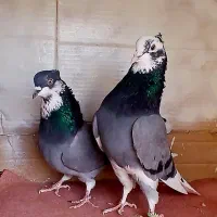 کبوتر پرشی با شرط زضمانت پرش بالای ۱۰ ساعت