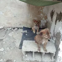 واگذاری دوعدد سگ اشپیتز باهوش|سگ|کومله, |دیوار