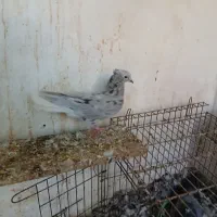 دم سفید ماده 1