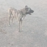 موکت