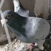 کفتر آلمانی سوسکی سار