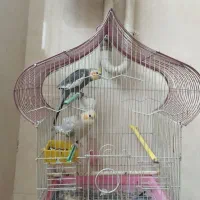 طوطی عروس هلندی نر و ماده باهم 1ملیون|پرنده|لنگرود, |دیوار