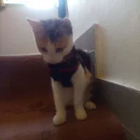 گربه میکس بریتیش با دی اس اچ|گربه|چالوس, |دیوار