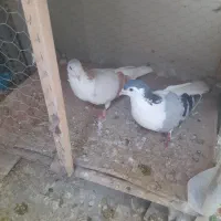 راست سبز