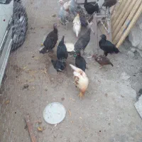 بوقلمون ومرغ لاری